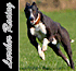 Link to www.lurcherracing.co.uk
