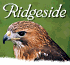 Link to www.falconry-displays.co.uk