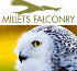 Link to www.milletsfarmfalconry.co.uk