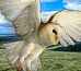 Link to www.barnowl.co.uk