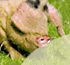 Link to www.whitehorsemeats.com