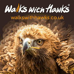 Link to the Walks with Hawks website