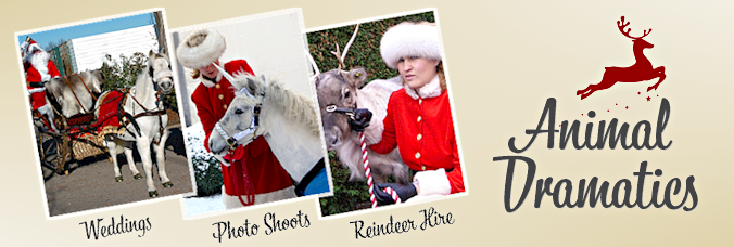Animal Dramatics Ltd - Christmas Reindeer Hire for Weddings and Events