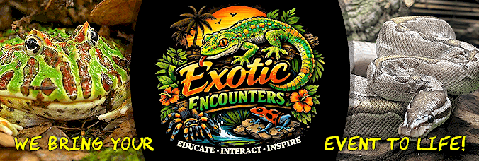 Exotic Encounters - We Bring Your Event to Life Exotic Encounters - We Bring Your Event to Life