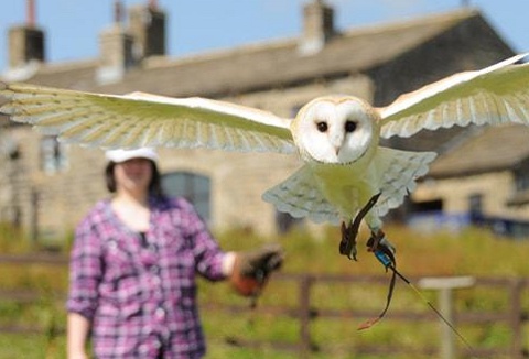 Link to the SMJ Falconry website