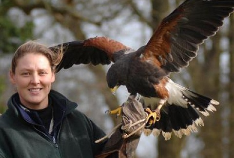 Link to the Arden Falconry website