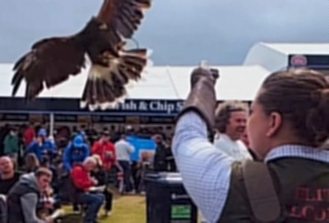 Link to the Elite Falconry website