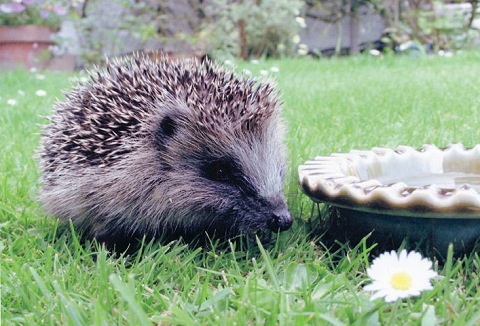 Link to the British Hedgehog Preservation Society website