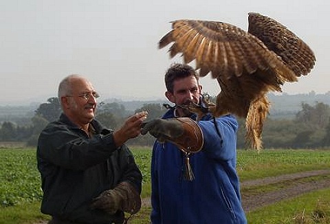 Link to the J.R.C.S. Falconry website