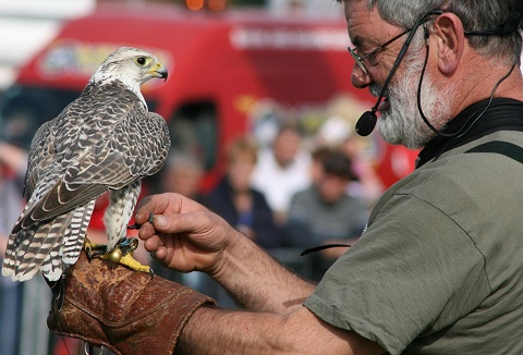 Link to the Falconry Days website