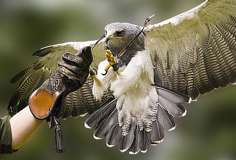 Link to the The English School of Falconry website