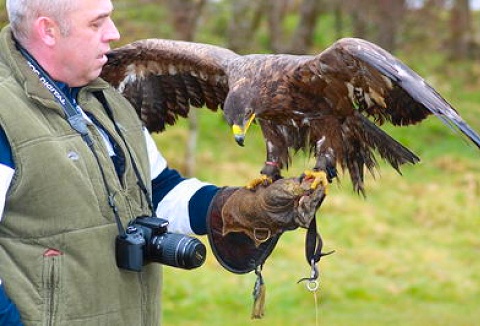 Link to the Ancient Art Falconry website