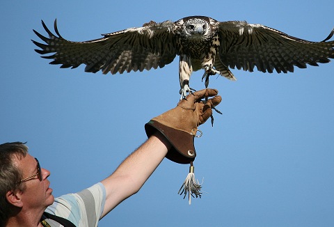 Link to the The Falconry School website