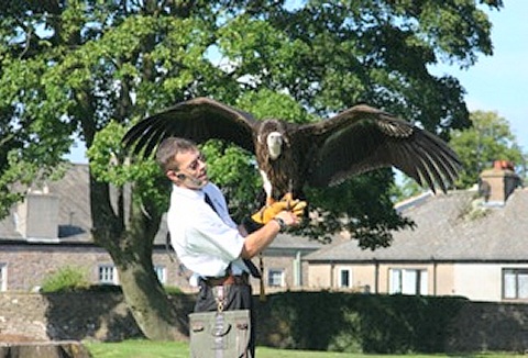 Link to the Silverband Falconry website