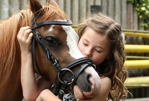 Link to the For the Love of Ponies website