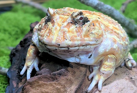 Link to the Exotic Encounters website